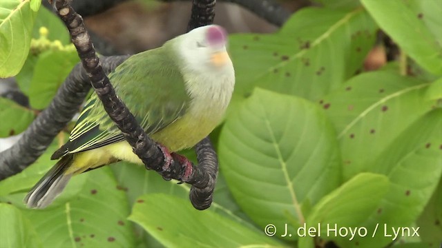 Atoll Fruit-Dove - ML201393741