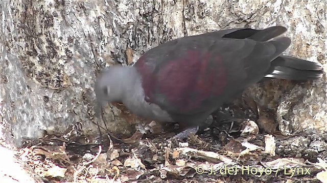 Marquesas Ground Dove - ML201393861