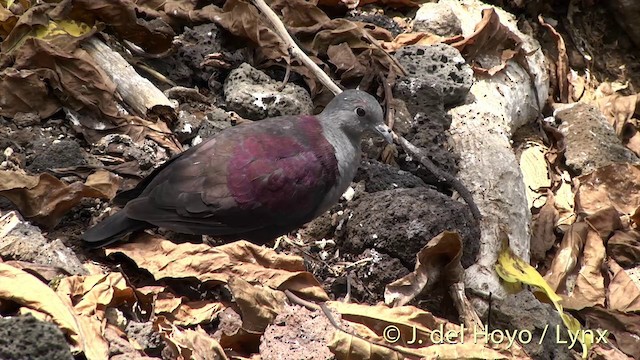 Marquesas Ground Dove - ML201393871