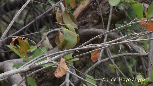 Asian Green Bee-eater - ML201394781