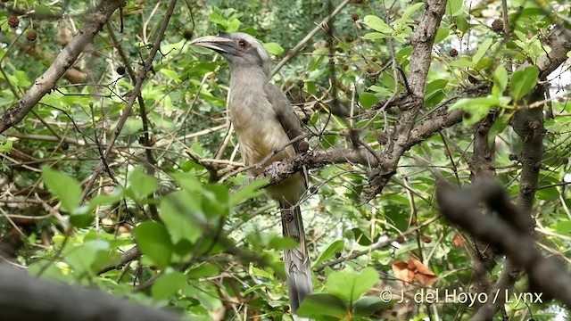 Indian Gray Hornbill - ML201394841