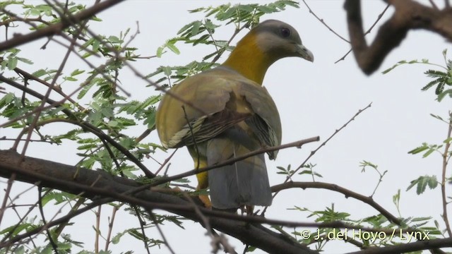 Yellow-footed Green-Pigeon - ML201395071