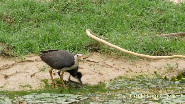 - White-breasted Waterhen