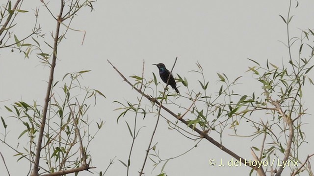 Purpurnektarvogel - ML201395211