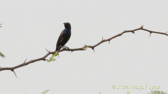 Purpurnektarvogel - ML201395221