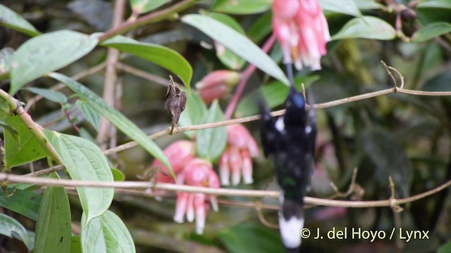 Violettscheitelkolibri [torquata-Gruppe] - ML201395391
