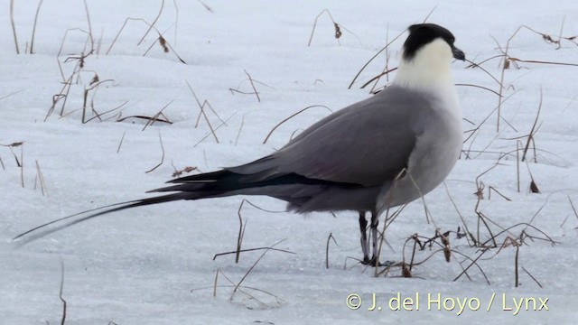 Long-tailed Jaeger - ML201395811