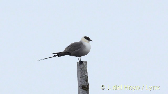 Long-tailed Jaeger - ML201395841