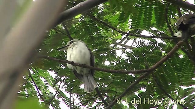 Society Kingfisher (Moorea) - ML201395901