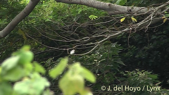 Society Kingfisher (Moorea) - ML201395911