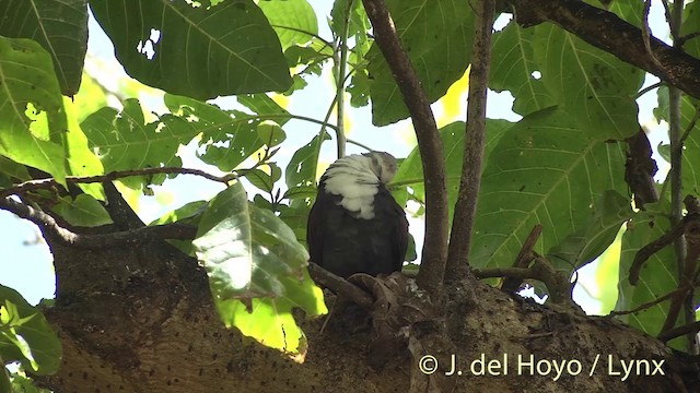 Polynesian Ground Dove - ML201395951