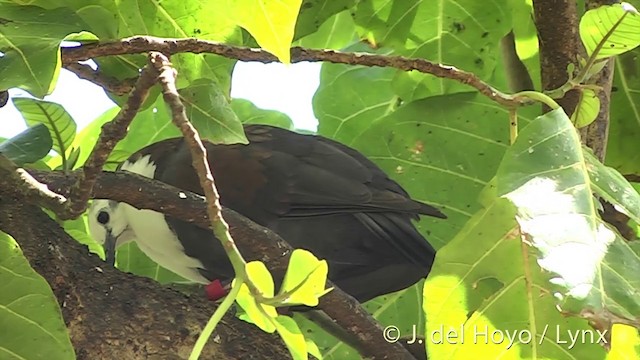 Polynesian Ground Dove - ML201395971