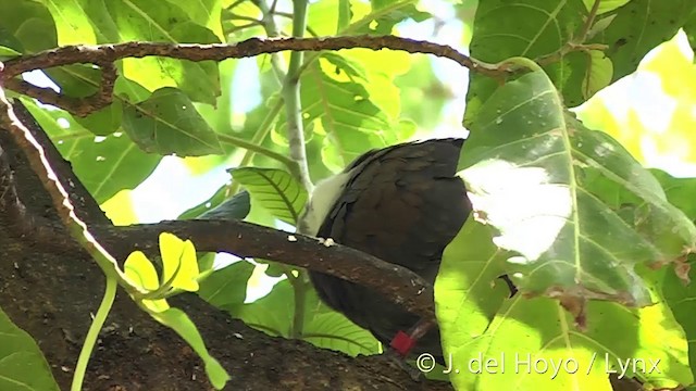 Polynesian Ground Dove - ML201395981