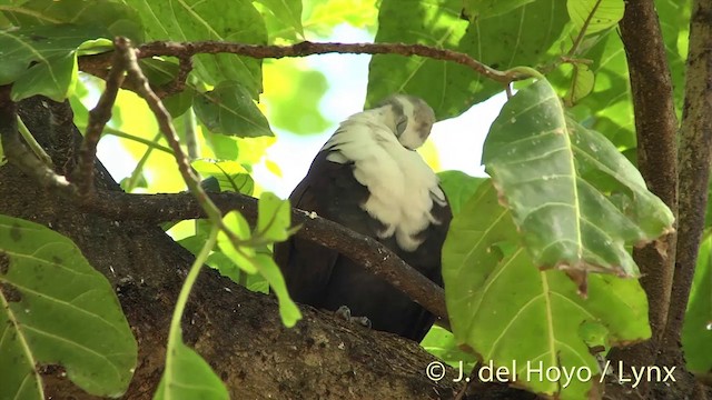 Polynesian Ground Dove - ML201395991