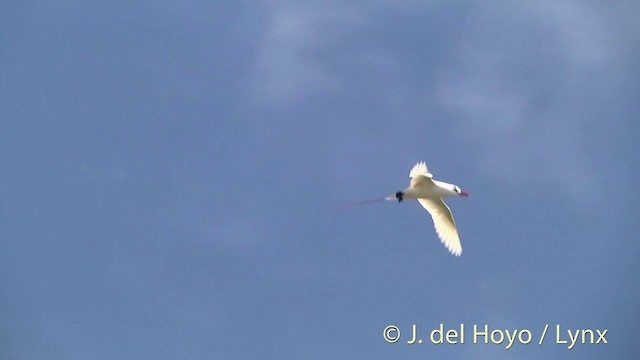 Red-tailed Tropicbird - ML201396151