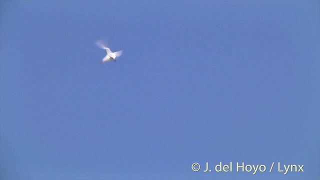 Red-tailed Tropicbird - ML201396161