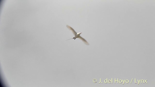 Red-tailed Tropicbird - ML201396171