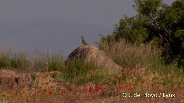 Iberian Green Woodpecker - ML201396701