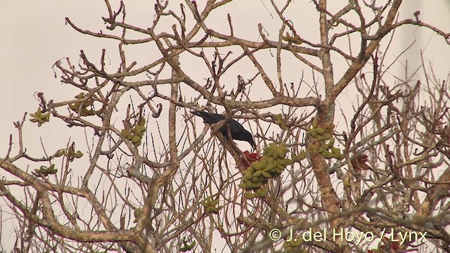 Large-billed Crow (Eastern) - ML201396741