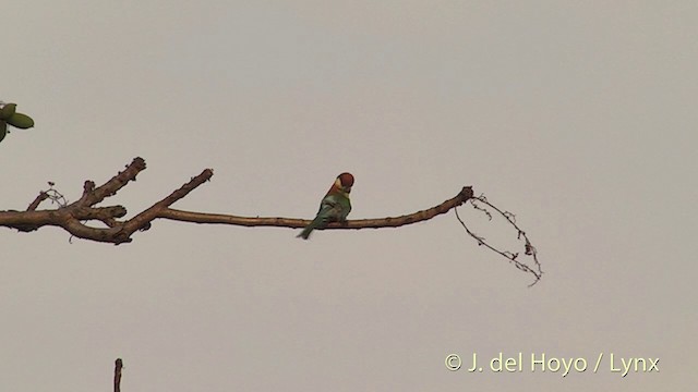 Chestnut-headed Bee-eater - ML201396791