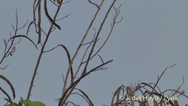 Tickell's Leaf Warbler (Tickell's) - ML201396801
