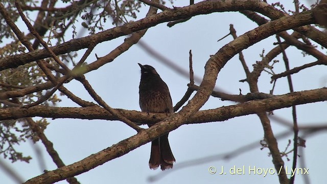 Red-vented Bulbul - ML201396821