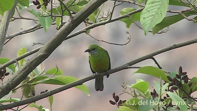 Orange-bellied Leafbird (Orange-bellied) - ML201396871