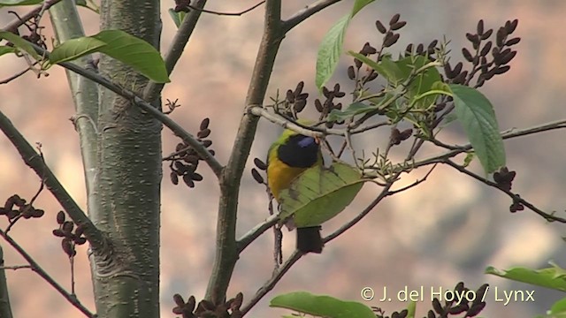Orange-bellied Leafbird (Orange-bellied) - ML201396881