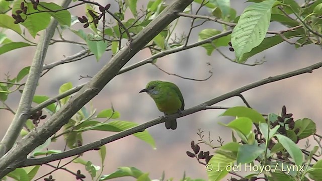 Orange-bellied Leafbird (Orange-bellied) - ML201396891