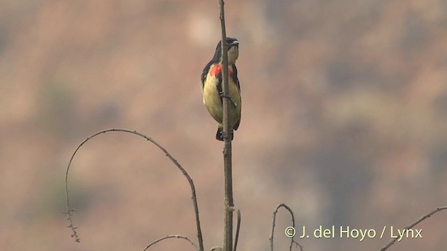 Fire-breasted Flowerpecker (Fire-breasted) - ML201396911