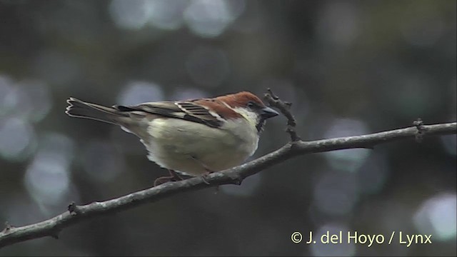 Russet Sparrow - ML201396981