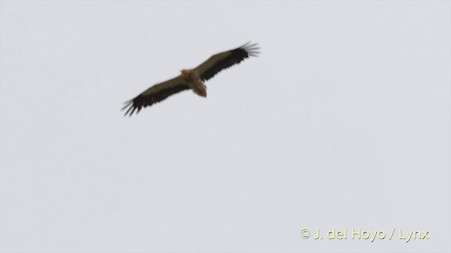 Egyptian Vulture - ML201397101