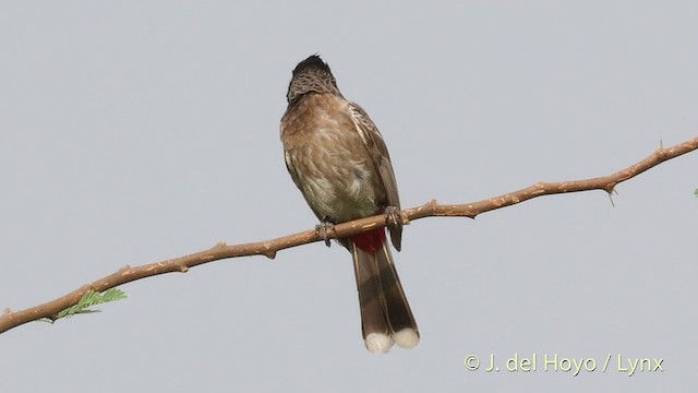 Red-vented Bulbul - ML201397171