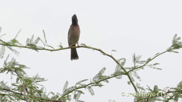 Red-vented Bulbul - ML201397181