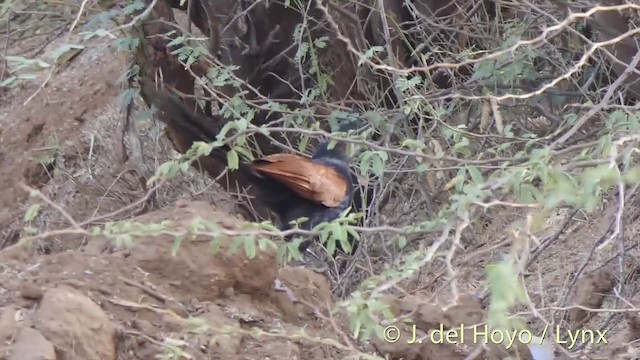 Greater Coucal - ML201397231