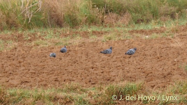 Rock Pigeon (Feral Pigeon) - ML201397241