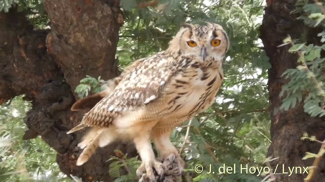 Rock Eagle-Owl - ML201397251