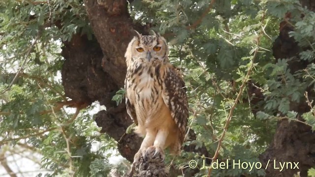 Rock Eagle-Owl - ML201397271