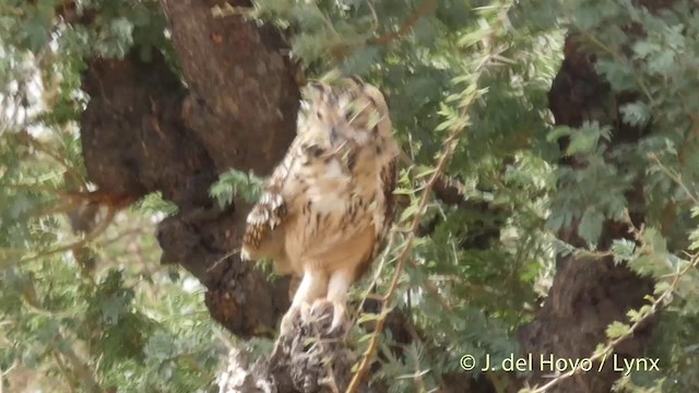 Rock Eagle-Owl - ML201397281