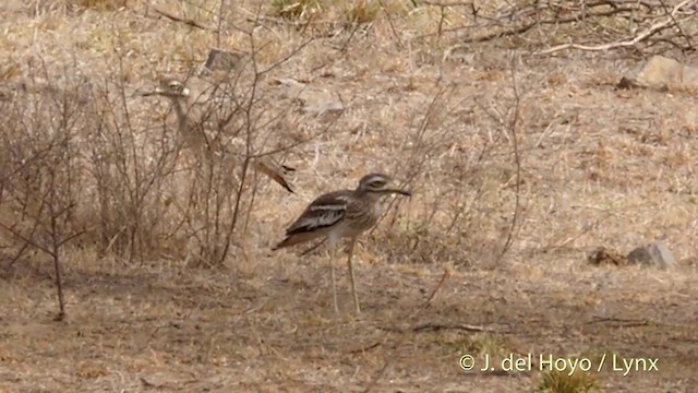 Indian Thick-knee - ML201397291