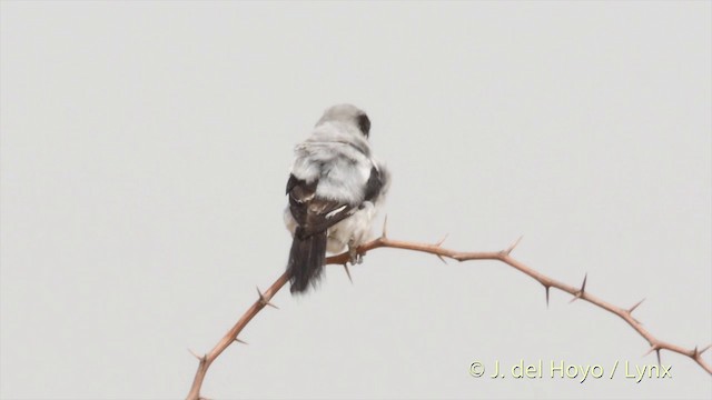 Great Gray Shrike (Indian) - ML201397491