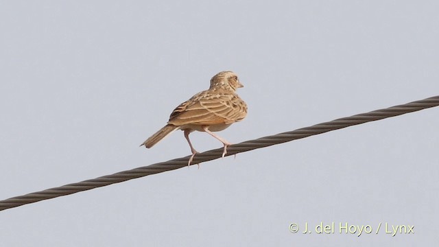  - Indian Bushlark
