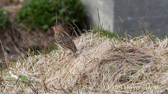 Red-throated Pipit - ML201397791