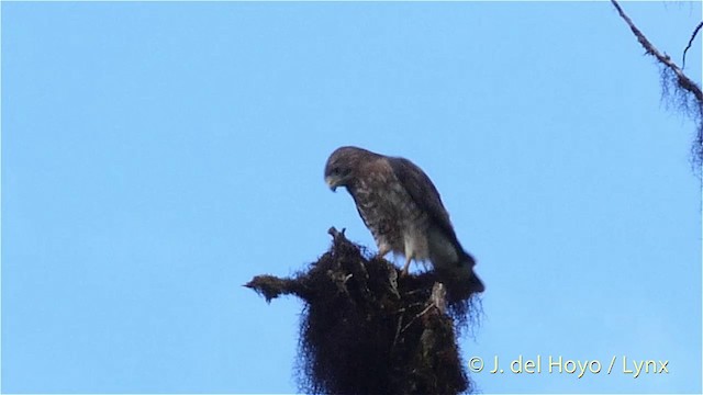Broad-winged Hawk (Northern) - ML201397851