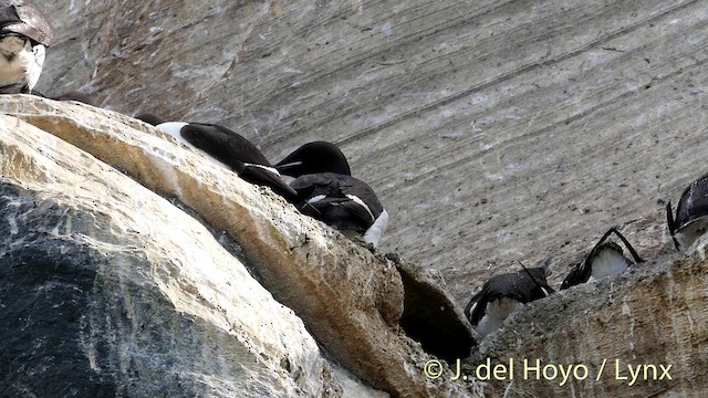 Thick-billed Murre - ML201398061