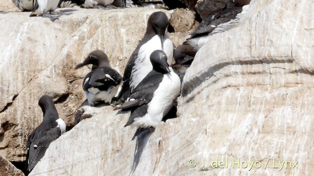 Thick-billed Murre - ML201398071