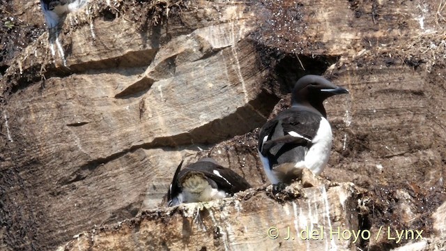 Thick-billed Murre - ML201398081