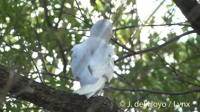 White Tern (Pacific) - ML201398161