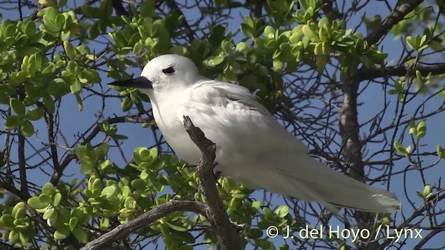 White Tern (Pacific) - ML201398181