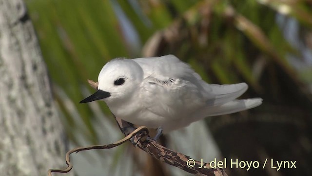 White Tern (Pacific) - ML201398191